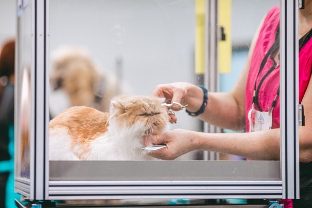 A groomer carefully trimming a cat's nails at Pawsome Haven.