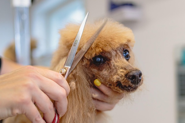 A meticulously groomed poodle showing off its new haircut.