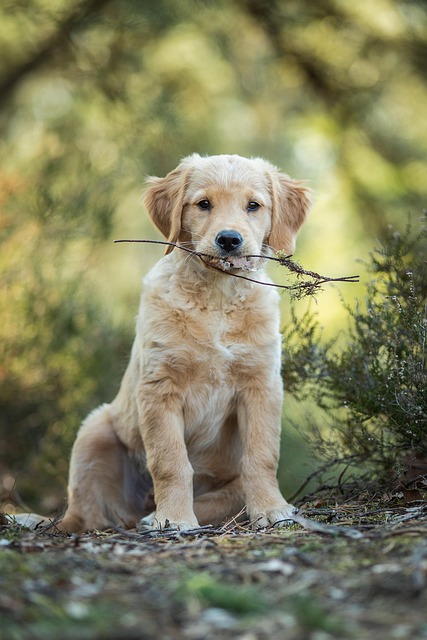 A golden retriever enjoying a brushing session in the pet spa.