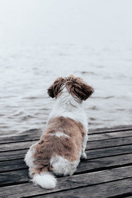 A smiling shih tzu after a refreshing bath and brush.